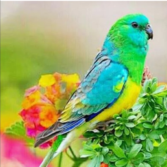 Meet your Posher, Rosalinda - Picture 1 of 1